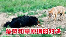 成年藏獒 大战 草原狼 这样一场别致的对决之战 你见过吗？
