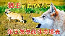 狼王到底有多厉害？一只野狼被追着到处跑，狼王发怒战斗力爆表