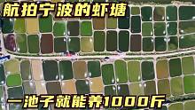 原来南美对虾就是这么养殖的，一个池塘就能出1000斤，航拍养殖场