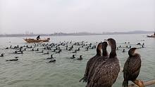 一年一次鸬鹚捕鱼活动，11条船110只鱼鹰捕鱼，大鱼太多数不清