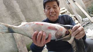 一只3斤重魚鷹能吃幾斤重大魚？沒親眼看到真不敢相信，長見識了