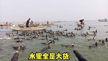 渔民们用150多只鱼鹰捕鱼，从早上抓到下午，大鱼装满3大筐，壮观