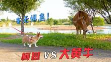 柯基不愧是牧牛犬，面对大黄牛毫无惧色！大金毛却怕成这样