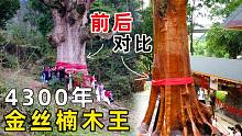 贵州一棵4300年金丝楠木，被雷击中渡劫失败，价值上亿