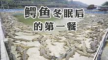 鳄鱼哥：准备好3000斤鸡头，迎接过冬后鳄鱼的第一餐！