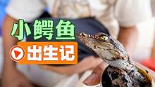 鳄鱼哥：历时72天，一起来见证数万条小鳄鱼的诞生！