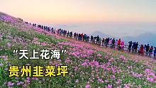 贵州韭菜坪正式进入盛花期，这只能看不能吃的韭菜花我是第一次见