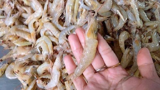 纯海虾(羊毛虾)壳薄肉大,1斤出6两多虾仁您相信吗?