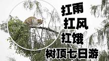 【老疯杨】小橘猫风吹雨打饿七天，爬上树顶下不来