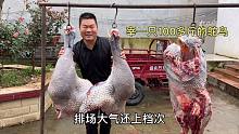 河南农村小伙宰一只100多斤的鸵鸟，能出多少净肉？现场看一看