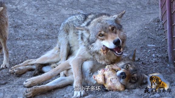 狼王霸气来抢食！小狼咬死住食物不松口，对峙画面引养狼大姐发笑