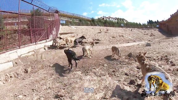 黑狼受伤放出笼子，给养狼人吓出一身冷汗！为啥狼群都要围攻它？