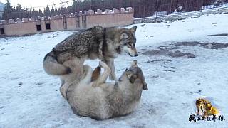 不听话的狼是啥下场？狼王教训二狼王立威，其他狼只敢上前讨好！
