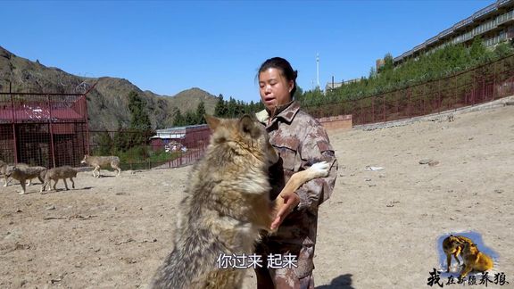 狼和养狼人打架？新疆大姐动手扯狼王毛发，薅下一大堆可真够狠！