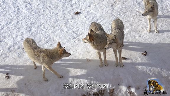 大爷新疆养狼20年,为啥只有他能随意进出各狼群？狼群是他统领？