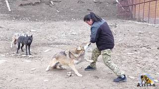 驯养的狼会伤害养狼人吗？养狼大姐动作不正确，差点被咬到！
