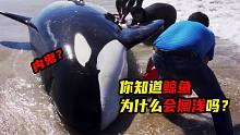 鲸鱼为什么会搁浅？居然是出了内鬼，把整个鲸鱼群都骗搁浅了！