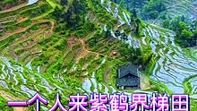 紫鹊界梯田，位于中国湖南省娄底市新化县水车镇，是全球重要农业文化遗产、世界灌溉工程遗产，国家AAAA