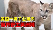 美国一男子公寓内偷养野生美洲狮，救援人员联合将其救出