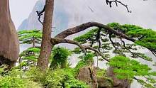 美的像幅画，你还会说他是假的吗？#黄山迎客松#抖音热门小助手