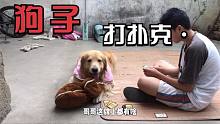 熊孩子找金毛打扑克，让金毛出石头剪子布，金毛反应让人爆笑