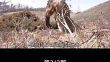 德爷贝爷雪地求生 你更看好谁 #德爷 #贝爷 #荒野生存 #荒野求生 #野外生存