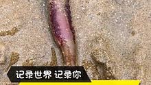 #户外赶海抓海鲜 #快手渔业 #海边生活