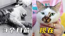 3个月过去了，那只被人虐至濒死的小猫咪现在怎么样了？