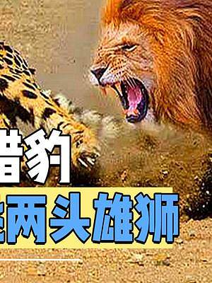 猎豹为复仇力战两头雄狮，与大群鬣狗以命相搏，连大象都赶来助阵#动物世界 #野生动物 #纪录片 