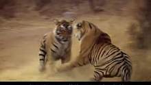 老虎女王玛绮丽的传奇一生#动物世界 #老虎 #野生动物 #大猫 