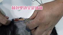 救助的猫咪手术后伤口又鼓了一个大包，真是不让人省心啊。
