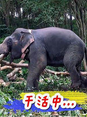 云南大象幸福多了，国外一部分大象要上班工作的#亚洲象#云南大象 #大象干活 