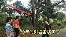 20年的松树被雷劈了一大节 树干瞬间被烧焦黑黑的 这杀伤力太大了