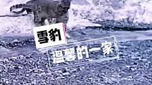 红外线记录雪豹妈妈叼着孩子过河#雪豹 #春暖青海 #野生动物零距离 #神奇动物在西北 #保护野生动物
