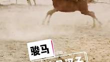 绳索在手、指那套那 这就是套马汉子#骏马 #最美抖音推荐官 #跟着抖音看骏马 #给生活加点戏