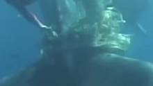救援！！！！呼吁大家关注海洋生态环境！#海洋世界 #热门 #海洋生物