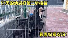 曾被许多国家禁养的猎犬，57天打第二针疫苗，看看幼犬你喜欢吗
