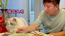 布偶猫：你吃就吃，嗦那么大声干什么