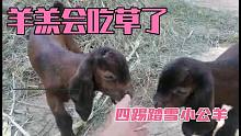 家里的小羊羔下了一只四蹄踏雪，小公羊，都会吃草了