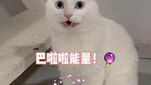 原来猫真的有超能力！一定要看到最后一秒！#抖音动物图鉴 #猫咪的迷惑行为