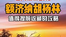 秋天一定要看一次胡杨林，额济纳七天环线游攻略来喽…… #热榜旅行家 #我是景区推荐官 #旅行推荐官 