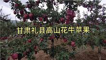 甘肃礼县高山万亩花牛苹果，即将成熟，太美了