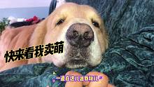狗子迷惑行为，金毛偶遇小狗传授卖萌技术，萌到家了