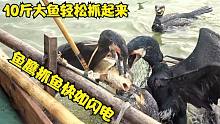 2000元1只的鱼鹰真厉害，它可以轻松抓住10斤大鱼，真让人喜欢