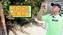 鳄鱼哥：今年的龙眼大丰收，进鳄鱼场摘点来吃，很甜哦~
