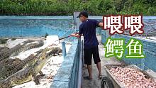 鳄鱼哥：当下正是鳄鱼的猛长期 一天就可以消耗6000斤食物 干饭鳄