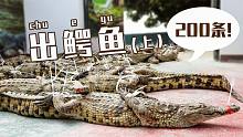 鳄鱼哥：朋友预定了200多条鳄鱼，要一天之内抓完，有点难搞哦！