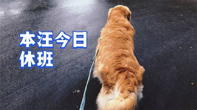 馒头今日休班,明天见小伙伴们