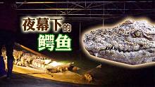 鳄鱼哥：朋友预定了200多条鳄鱼，白天抓不完，只能是晚上抓了。