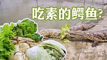 冬眠结束的鳄鱼会饥不择食吗？拿点蔬菜水果测试一下，果不其然！